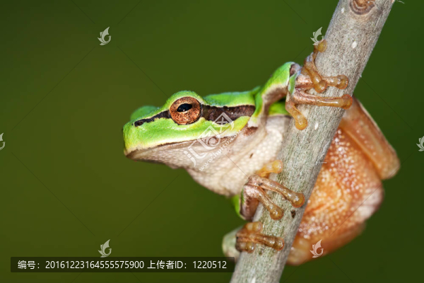 無斑雨蛙