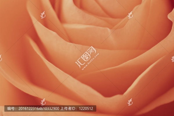 橙玫瑰的宏