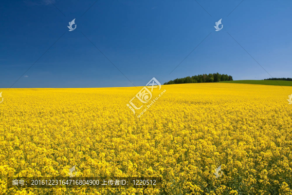 油菜田