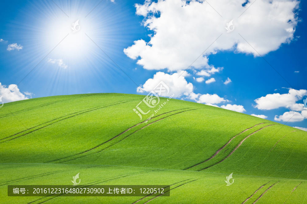 綠色的田野
