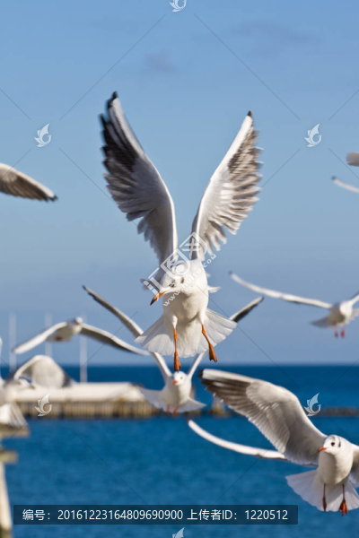 海鷗在碼頭