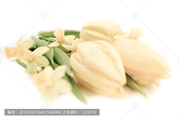 郁金香和水仙花