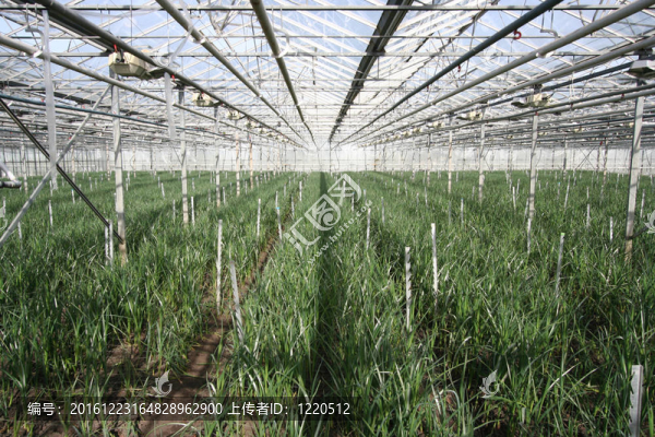 溫室植物