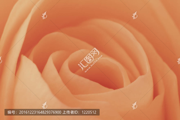 橙玫瑰的宏