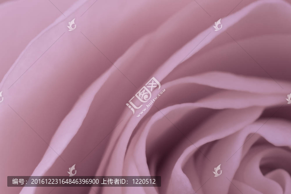 粉紅玫瑰的宏