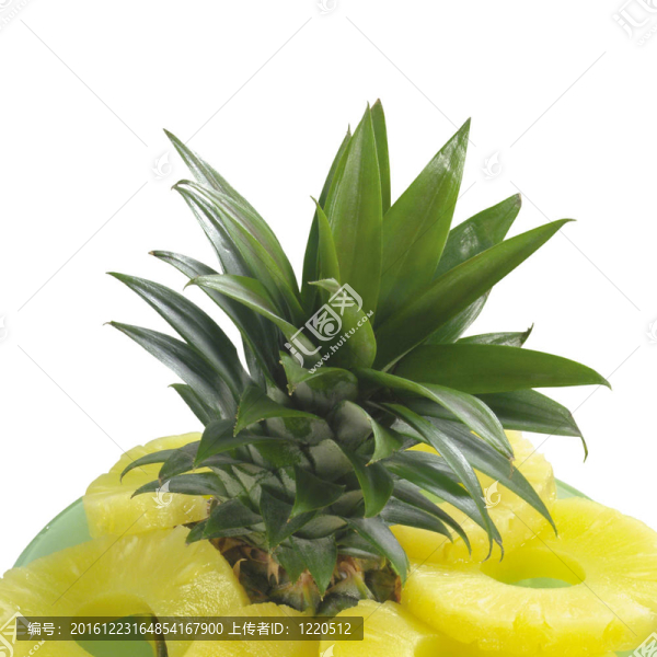 菠蘿