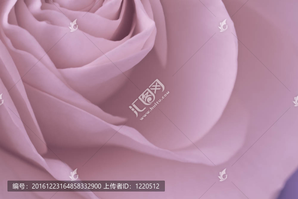 粉紅玫瑰的宏
