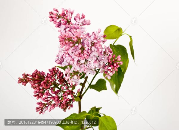 丁香花