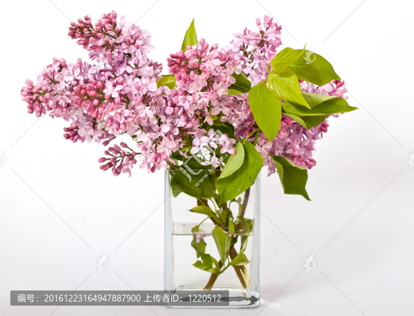 丁香花