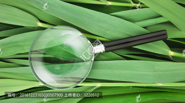 甘蔗葉片放大鏡