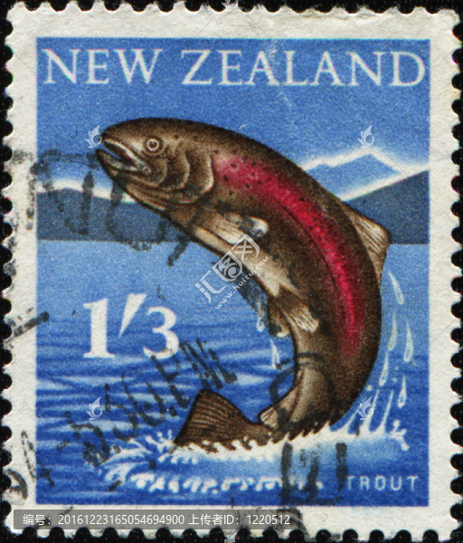 鱒魚