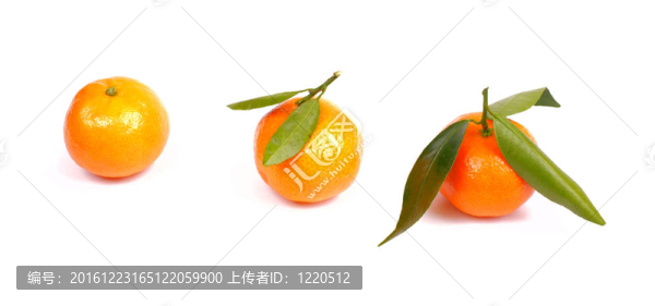 橘子收成時(shí)