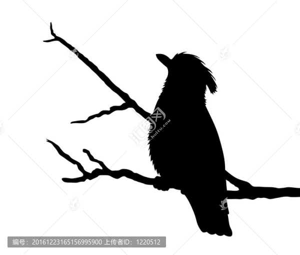 白色背景上的鳥剪影