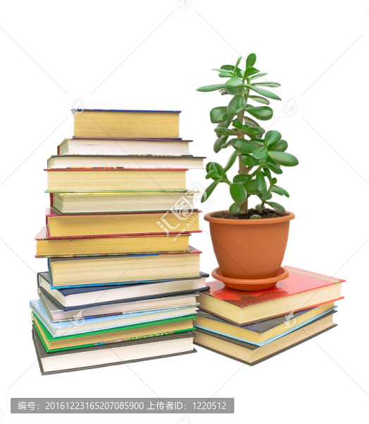 書籍和綠色植物（燕子）在白色背景