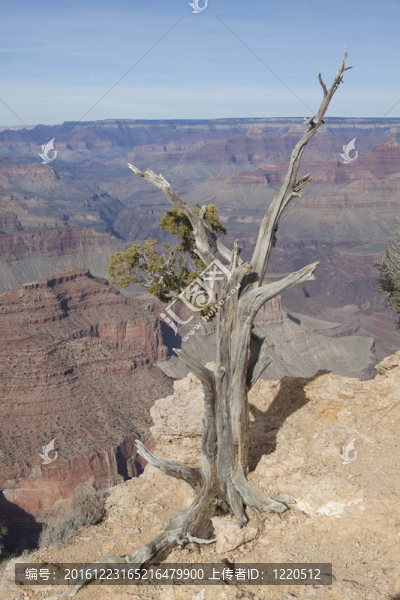 Juniper和Canyon