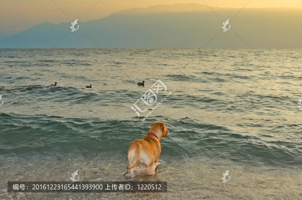 看海的狗