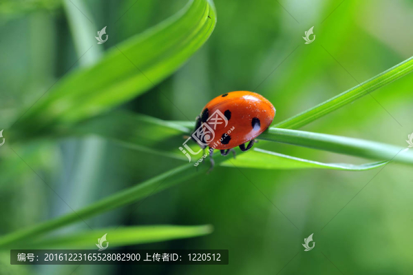 瓢蟲在草
