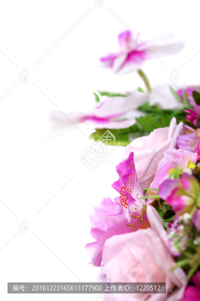 白色與紫色的蘭花裝飾的葉子孤立在白色背景。