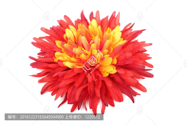 紅色與白色背景上孤立的黃色雛菊頭。