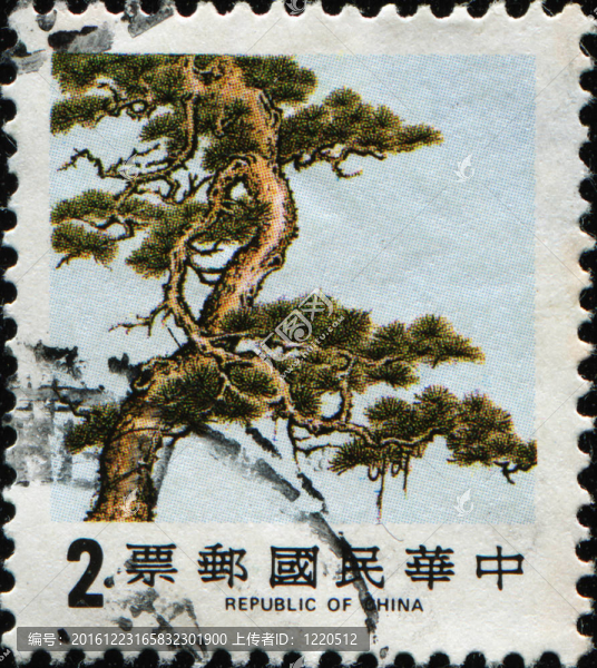 松樹(shù)