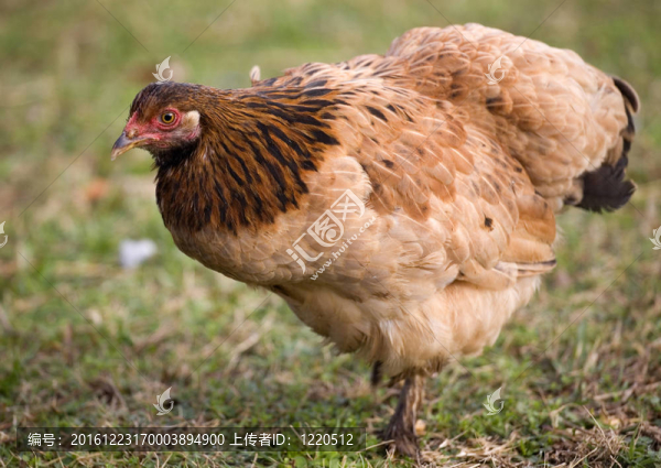 米色的鳥