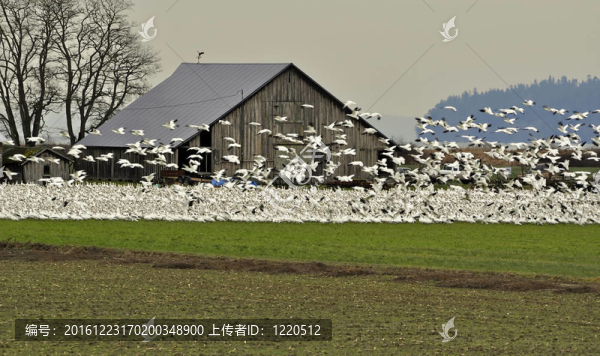 許多雪鵝由Old,Barn