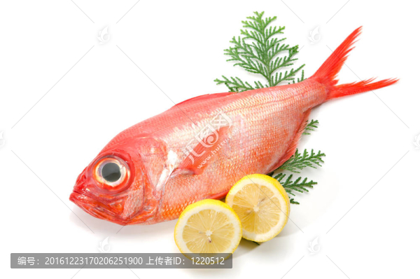 金眼鯛