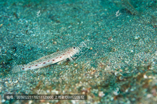 hairchin蝦虎魚(yú)
