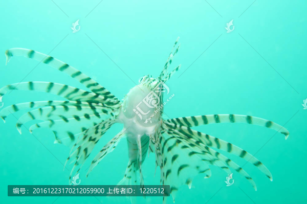 獅子魚