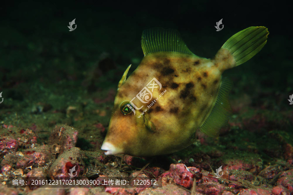 熱帶魚
