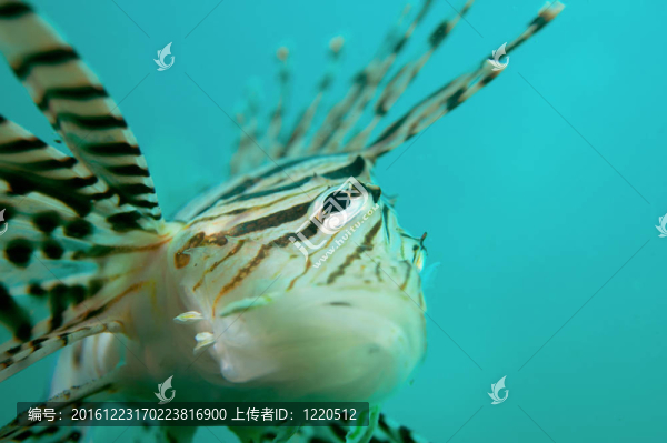 獅子魚