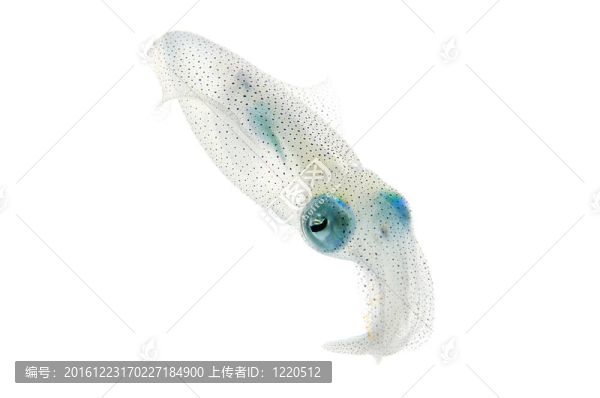 萊氏擬烏賊
