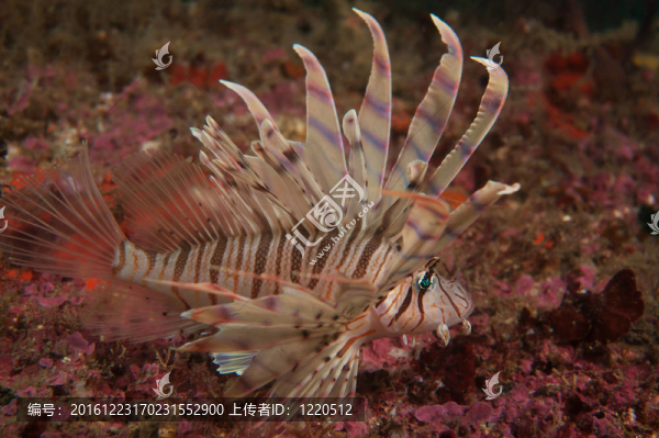 獅子魚