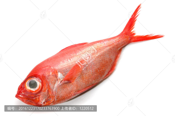 新鮮的金眼鯛