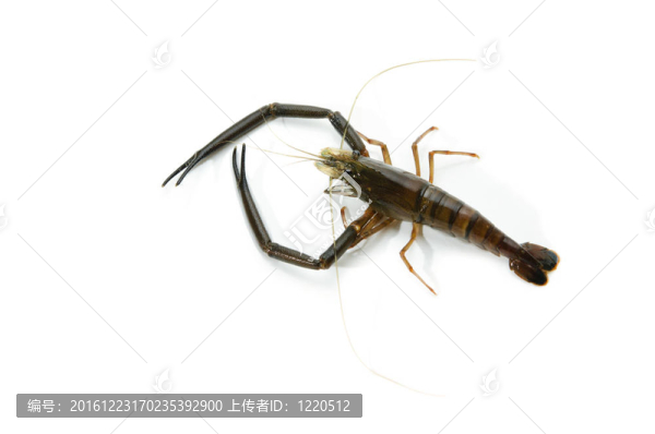 鮮蝦