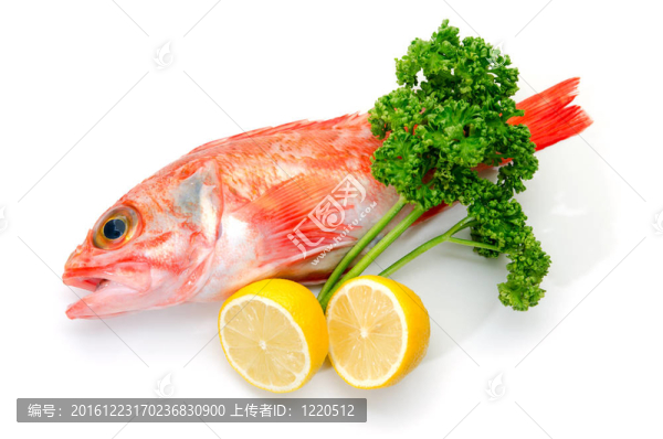 鱸魚(yú)