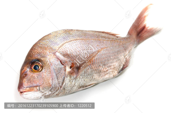 真鯛