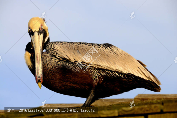金色的鵜鶘