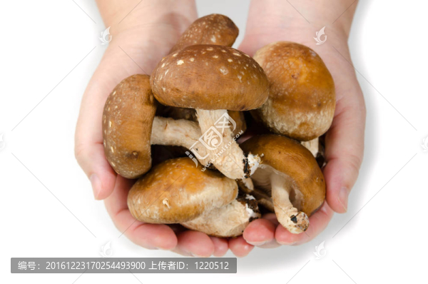 香菇