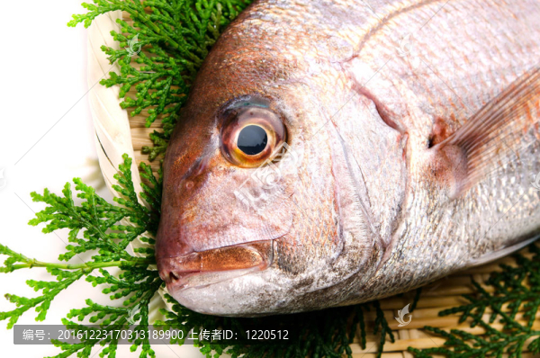 新鮮的魚