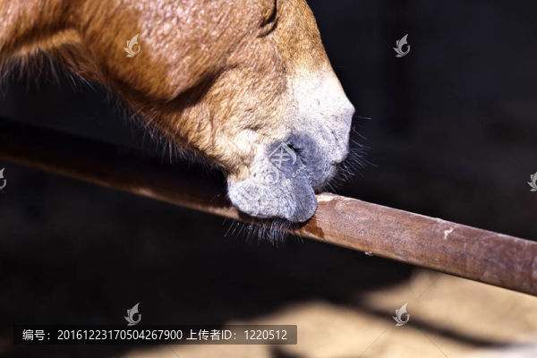 馬舔生銹的圍欄在戶外穩(wěn)定