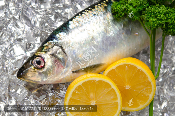 太平洋鯡魚