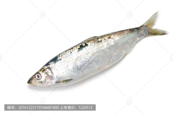 太平洋鯡魚