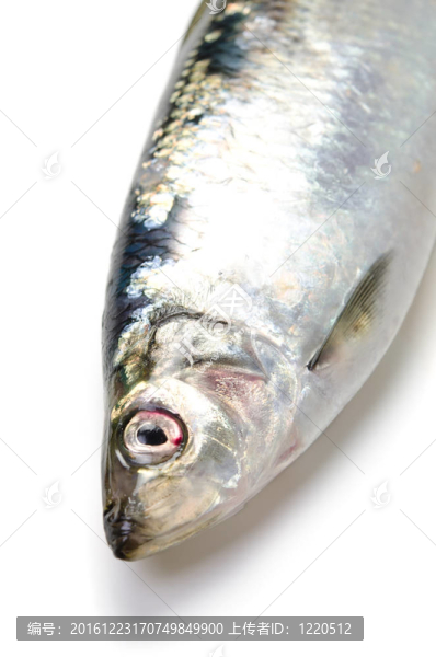 太平洋鯡魚(yú)