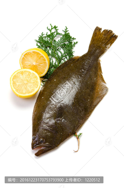 扁口魚