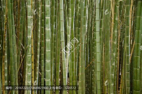 竹林莖