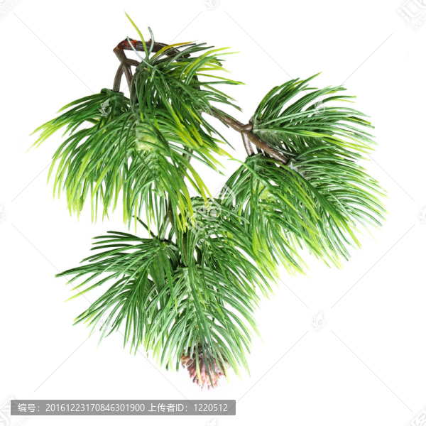 樅樹枝特寫