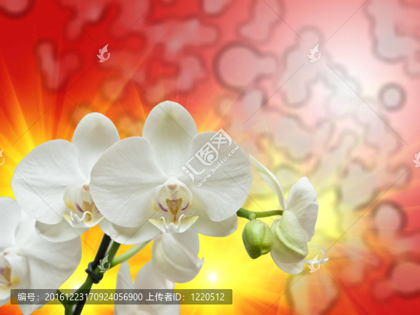 蘭花花的特寫