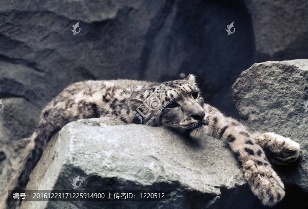 雪豹