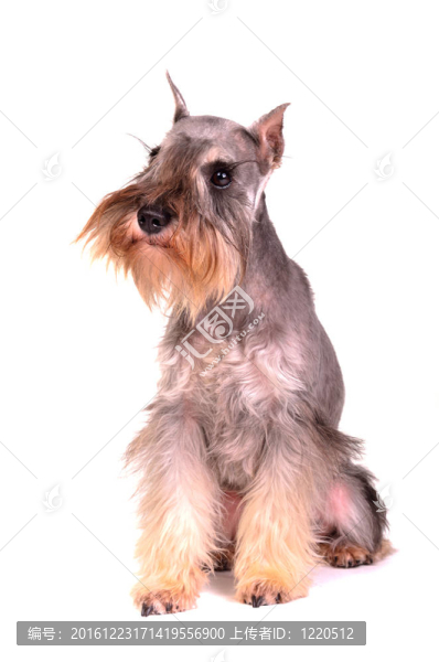 迷你雪納瑞犬坐